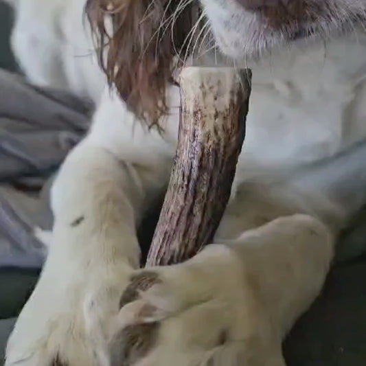 Deer Antlers
